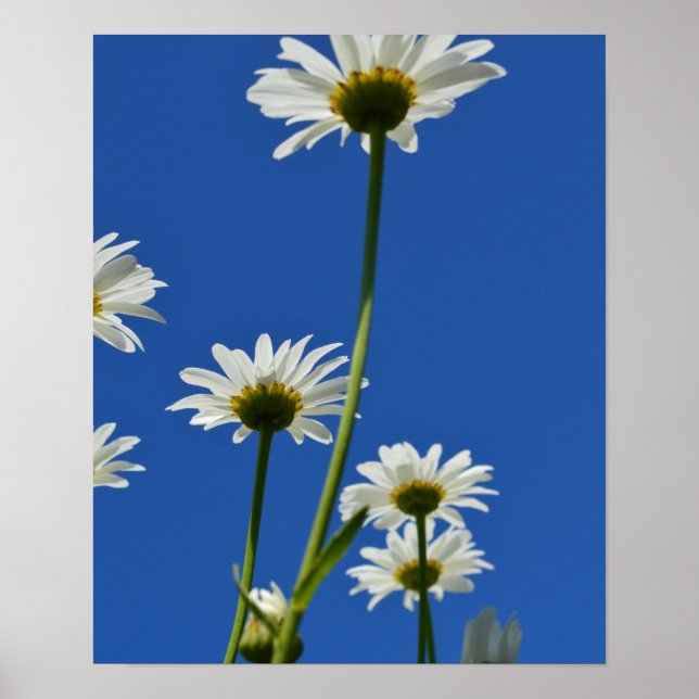 Daisy Stems Blue Sky Foto Poster (Vorne)