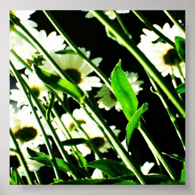 Daisy Stems Poster (Vorne)