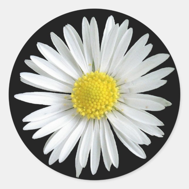 Daisy Sticker (Vorderseite)