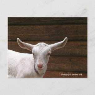 Daisy the Kid Goat Postcard Postkarte