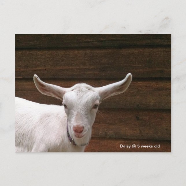Daisy the Kid Goat Postcard Postkarte (Vorderseite)