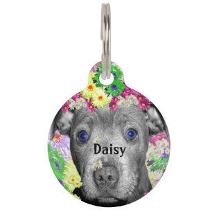 Daisy The Staffordshire Bull Terrier Puppy, Haustiermarke
