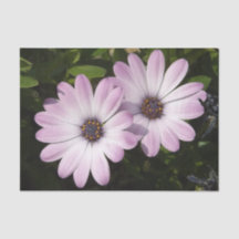 Daisy Tissue Paper