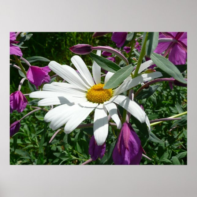 Daisy und Fireweed Poster (Vorne)