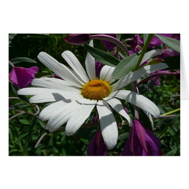 Daisy und Fireweed-Wildblume (Vorderseite (Horizontal))