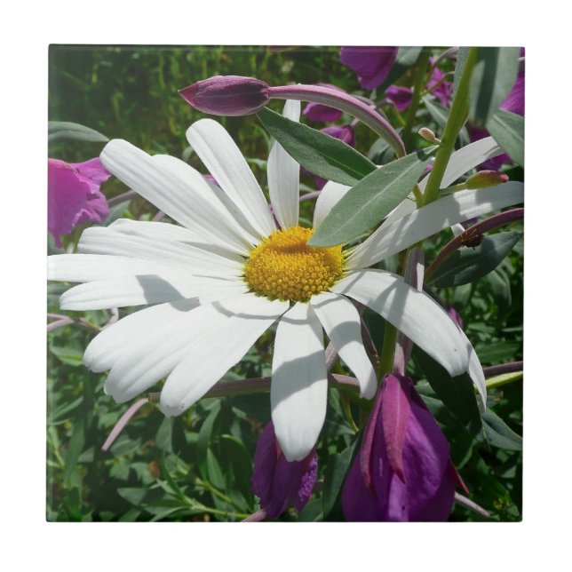 Daisy und Fireweed-Wildblume Fliese (Vorderseite)