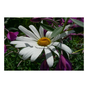 Daisy und Fireweed-Wildblume Poster