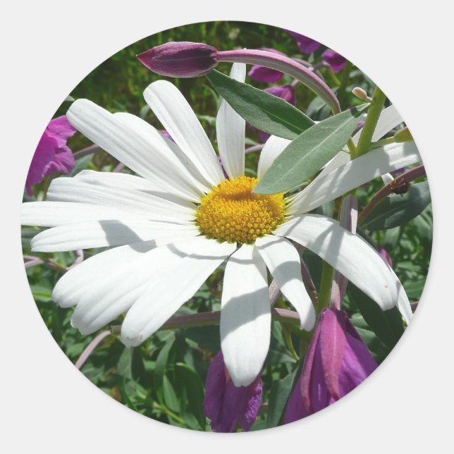Daisy und Fireweed-Wildblume Runder Aufkleber (Vorderseite)