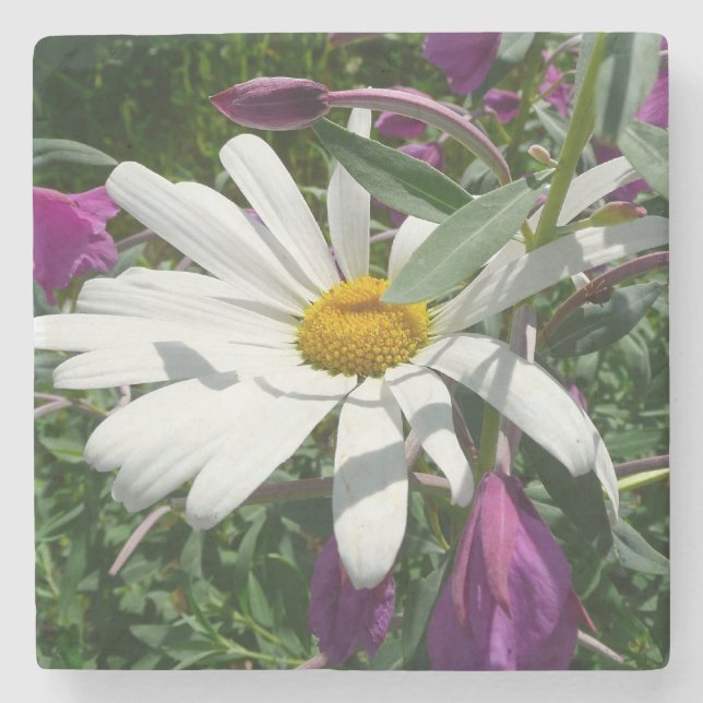 Daisy und Fireweed-Wildblume Steinuntersetzer (Vorderseite)