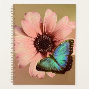 Daisy und Morpho Planer