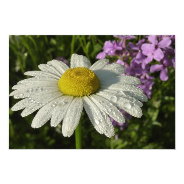 Daisy und Summer Lilac Wildblume Fotodruck (Vorne)