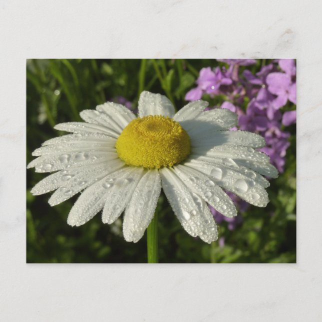 Daisy und Summer Lilac Wildblume Postkarte (Vorderseite)