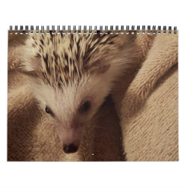 Dakota, Ding u. Freunde! Kalender