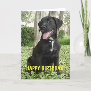 Dakota - Happy Birthday Card Karte