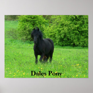Dales Pony Poster