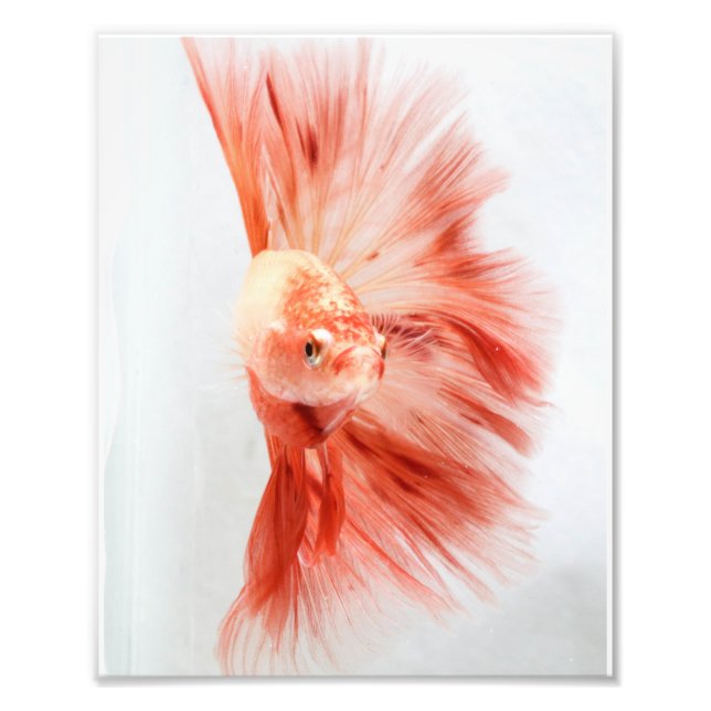 Dalformation Halfmoon Betta FIsh Fotodruck (Vorne)