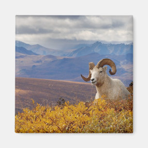 Dall-Schaf, Ovis dalli, Widder Magnet