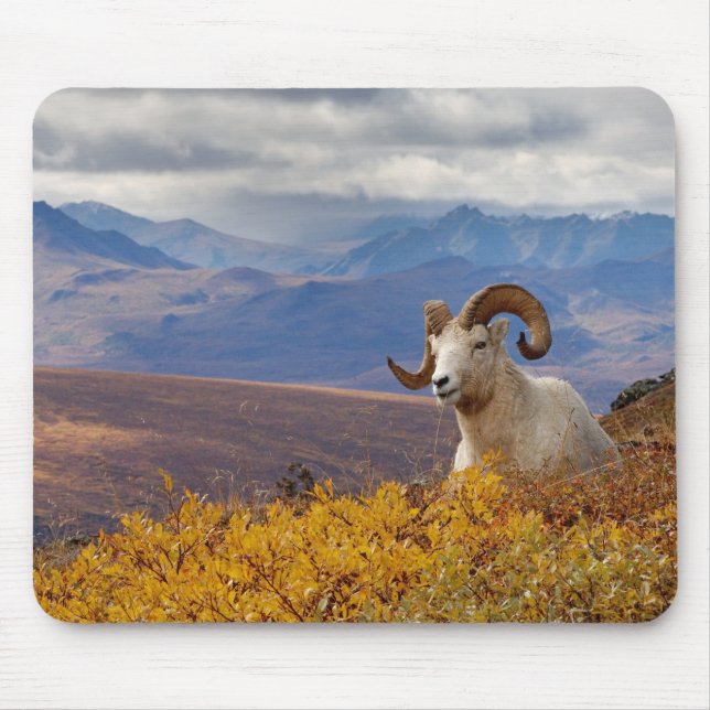 Dall-Schaf, Ovis dalli, Widder Mousepad (Vorne)