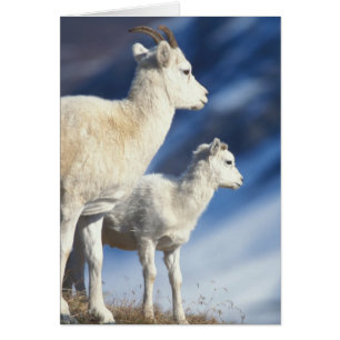 Dall-Schafe, Ovis dalli, Mutterschaf und Lamm
