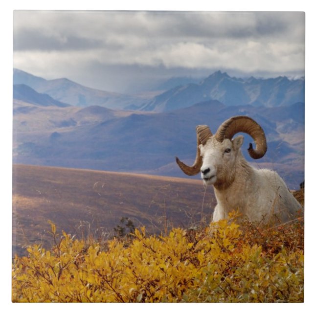 Dall Schafe, Ovis dalli, ram Fliese (Vorderseite)