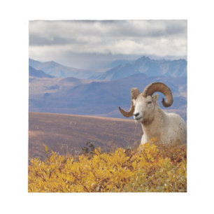 Dall Schafe, Ovis dalli, ram Notizblock