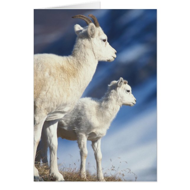Dall Schafe, Ovis dalli, Schafe und Lamm (Vorne)
