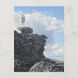 Dall Sheep Atop Mount Wright, Denali NP, Alaska Postkarte