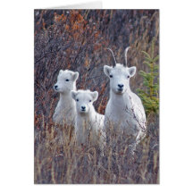 Dall Sheep Ewe avec ses agneaux à Denali NP