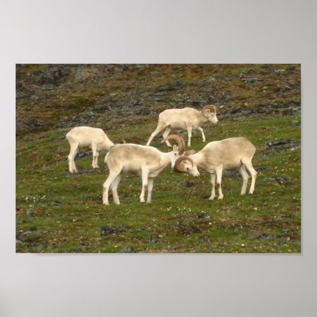 Dall Sheep Poster (Vorne)
