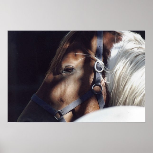 Dallas Print Poster (Vorne)