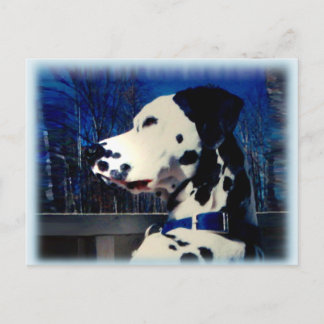 Dalmatie "Kelso" ~ Carte postale