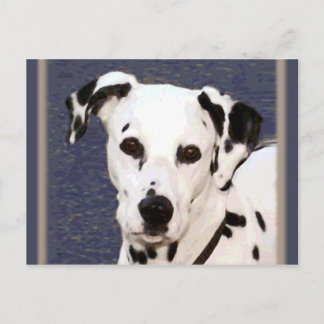 Dalmatie "Mayday" ~ Carte postale