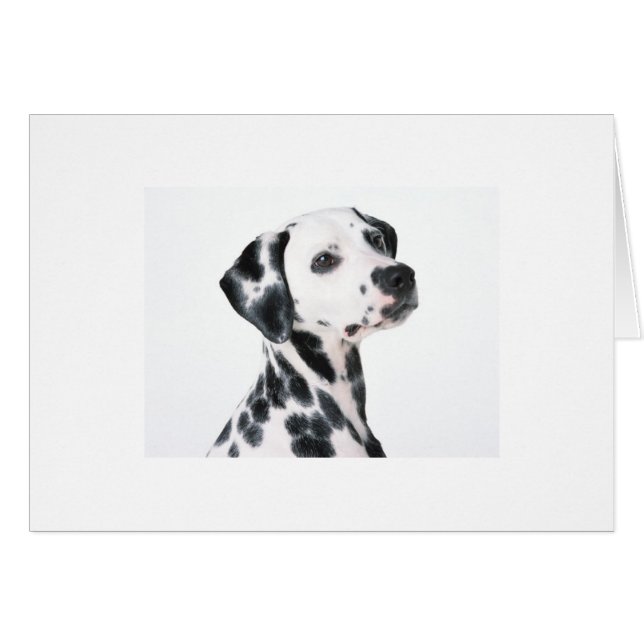 Dalmatien (Devant horizontal)