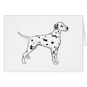 Dalmatien à pointes noires