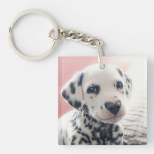 Dalmatien Nez de Coeur
