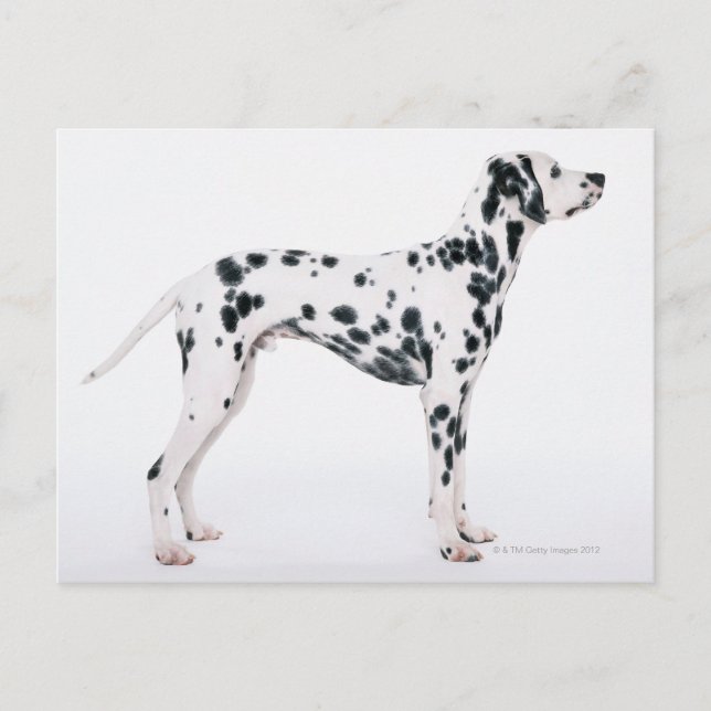 DALMATINER 3 POSTKARTE (Vorderseite)