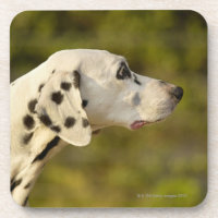 Dalmatiner 4