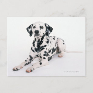 DALMATINER 4 POSTKARTE