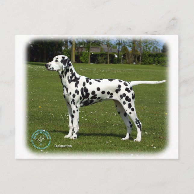 Dalmatiner 9T085D-119 Postkarte (Vorderseite)
