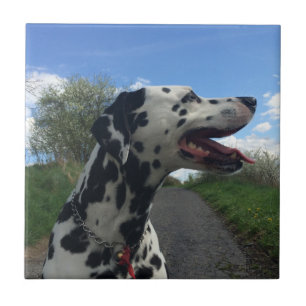 Dalmatiner auf Spazierweg, Sonnentag Fliese