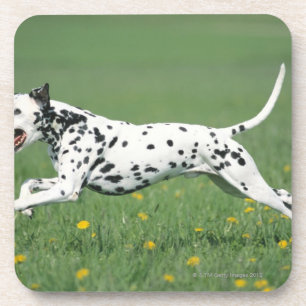 Dalmatiner-Betrieb Untersetzer