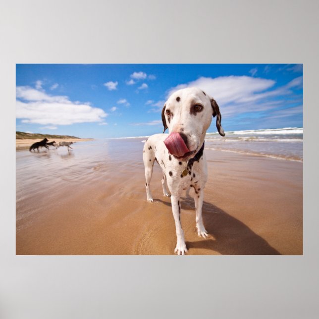 Dalmatiner Dog on Beach Poster (Vorne)