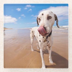 Dalmatiner-Hund auf Strand Glasuntersetzer