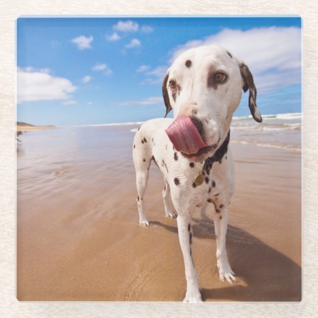 Dalmatiner-Hund auf Strand Glasuntersetzer (Vorderseite)