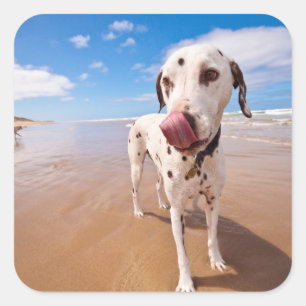 Dalmatiner-Hund auf Strand Quadratischer Aufkleber