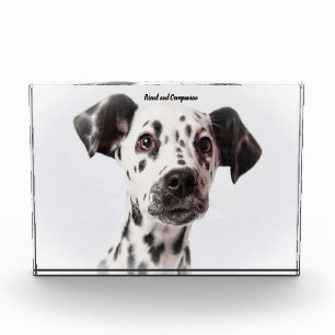Dalmatiner Hund. Fotoblock