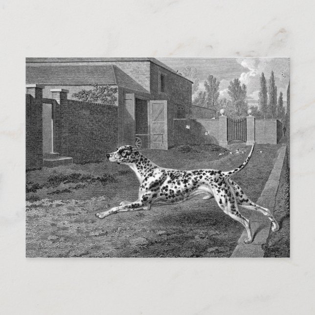 Dalmatiner Hund Vintag Zeichnend Postkarte (Vorderseite)