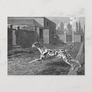 Dalmatiner Hund Vintage Zeichnung Postkarte