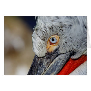 Dalmatiner Pelican