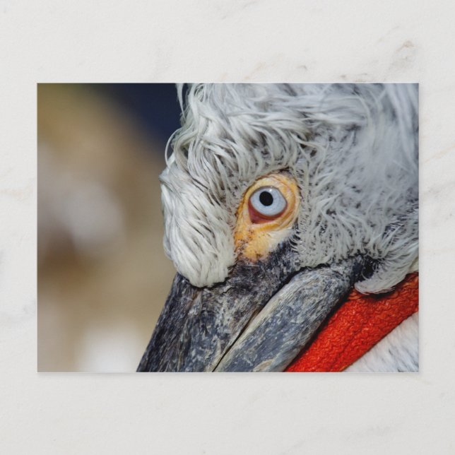 Dalmatiner Pelican Postkarte (Vorderseite)